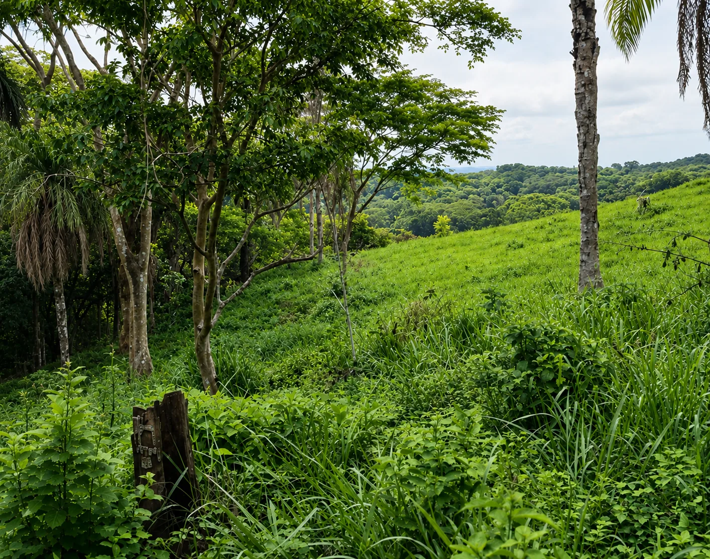 View across the grassy, wooded terrain of Ficus lot F618 at Ecovilla San Mateo, Costa Rica.